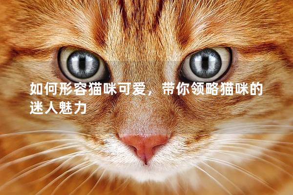 如何形容猫咪可爱，带你领略猫咪的迷人魅力