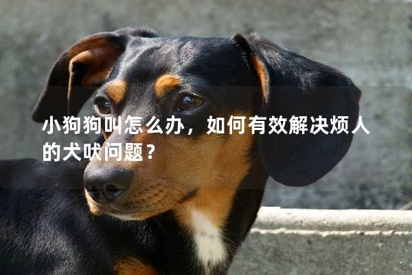 小狗狗叫怎么办，如何有效解决烦人的犬吠问题？