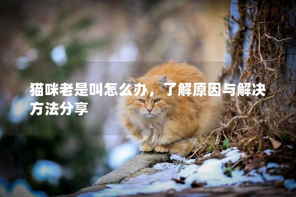 猫咪老是叫怎么办，了解原因与解决方法分享