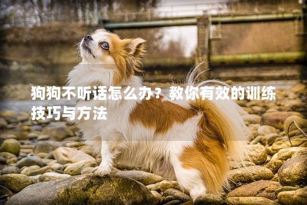 狗狗不听话怎么办？教你有效的训练技巧与方法