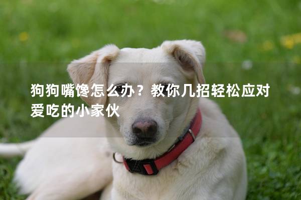 狗狗嘴馋怎么办？教你几招轻松应对爱吃的小家伙