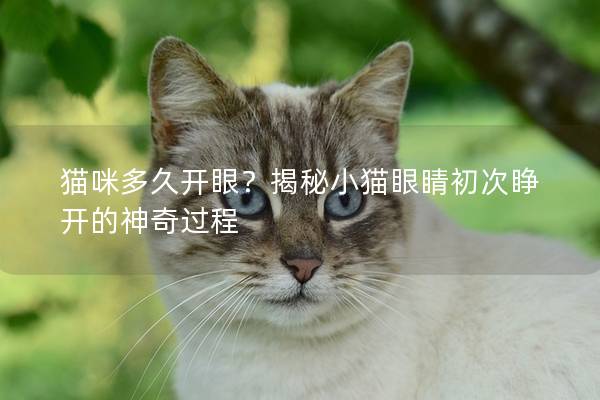 猫咪多久开眼？揭秘小猫眼睛初次睁开的神奇过程