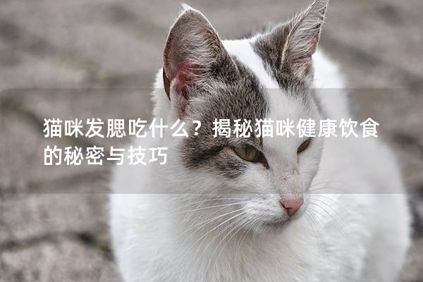 猫咪发腮吃什么？揭秘猫咪健康饮食的秘密与技巧