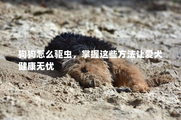 狗狗怎么驱虫，掌握这些方法让爱犬健康无忧