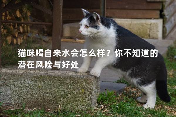 猫咪喝自来水会怎么样？你不知道的潜在风险与好处