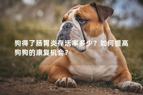 狗得了肠胃炎存活率多少？如何提高狗狗的康复机会？