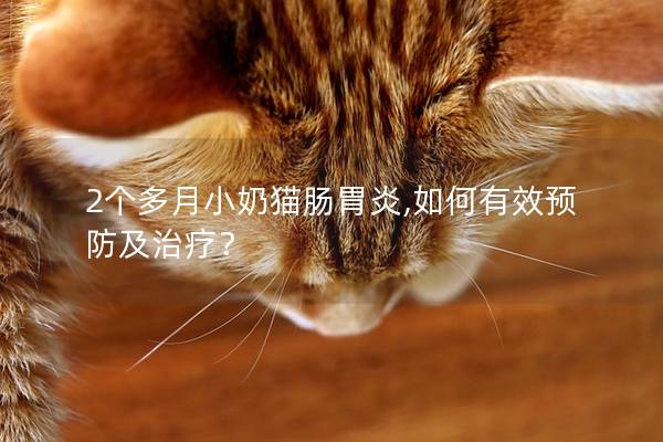 2个多月小奶猫肠胃炎,如何有效预防及治疗？