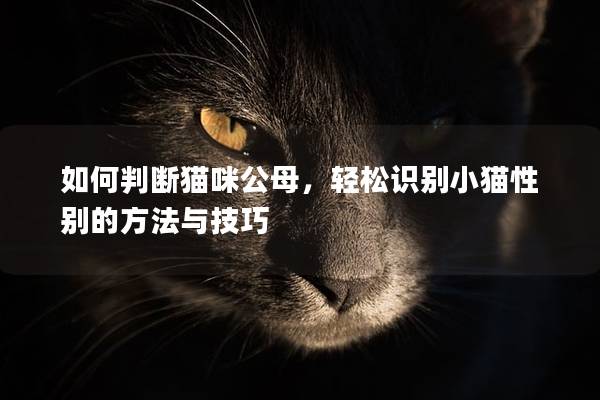 如何判断猫咪公母，轻松识别小猫性别的方法与技巧