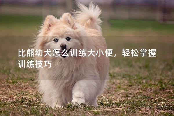 比熊幼犬怎么训练大小便，轻松掌握训练技巧