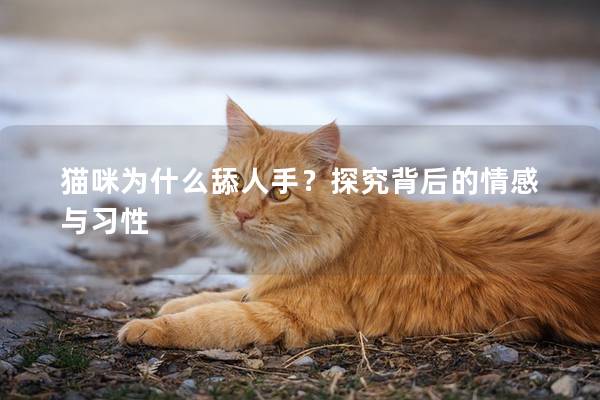 猫咪为什么舔人手？探究背后的情感与习性