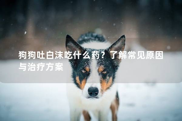 狗狗吐白沫吃什么药?了解常见原因与治疗方案