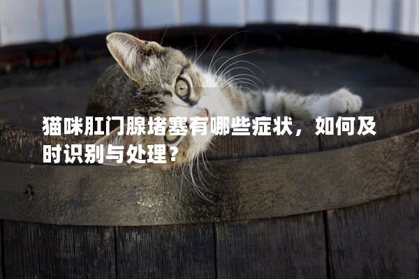 猫咪肛门腺堵塞有哪些症状，如何及时识别与处理？