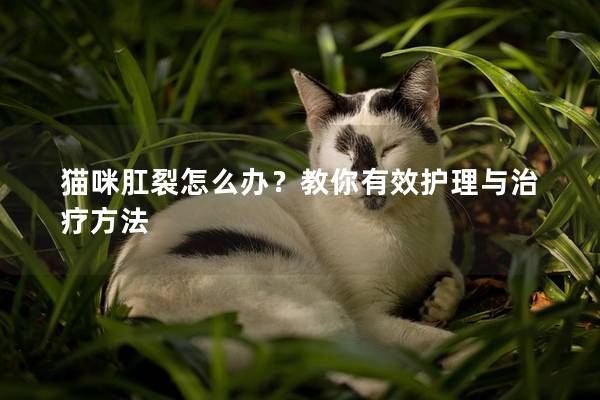猫咪肛裂怎么办?教你有效护理与治疗方法