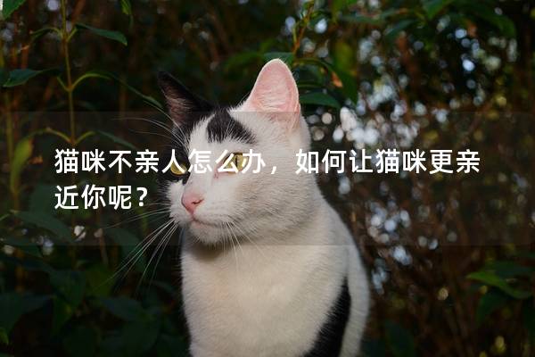 猫咪不亲人怎么办，如何让猫咪更亲近你呢？