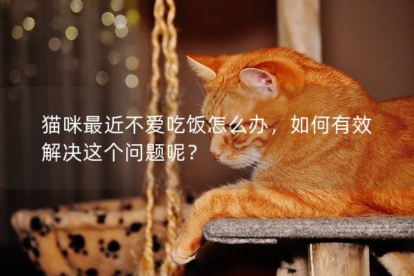 猫咪最近不爱吃饭怎么办，如何有效解决这个问题呢？