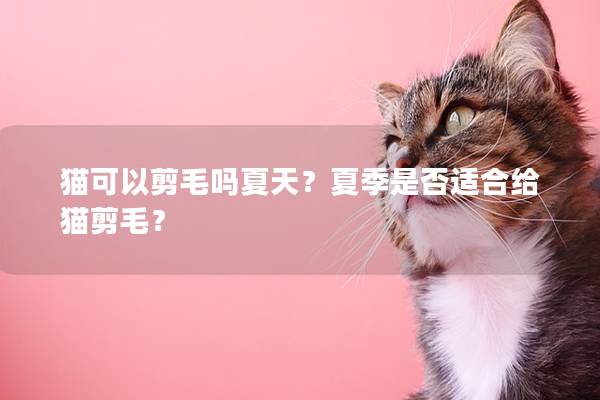 猫可以剪毛吗夏天？夏季是否适合给猫剪毛？