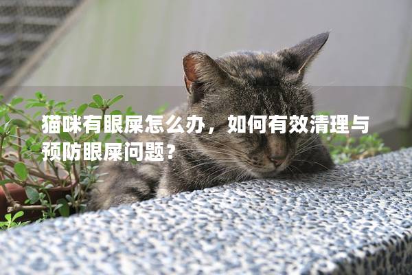 猫咪有眼屎怎么办，如何有效清理与预防眼屎问题？