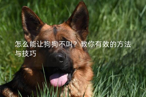 怎么能让狗狗不叫？教你有效的方法与技巧