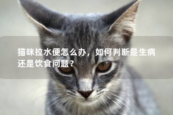 猫咪拉水便怎么办，如何判断是生病还是饮食问题？