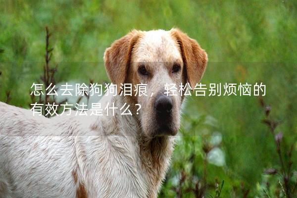 怎么去除狗狗泪痕，轻松告别烦恼的有效方法是什么？