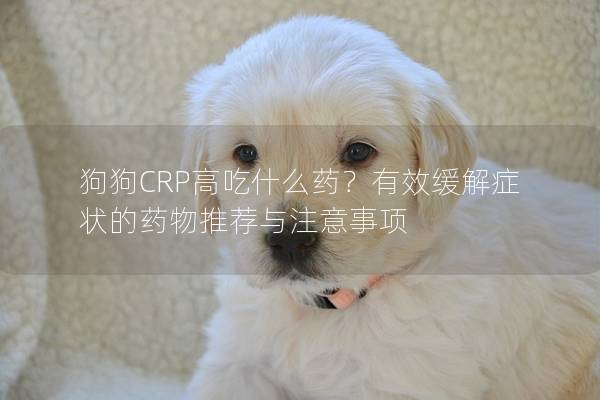 狗狗CRP高吃什么药？有效缓解症状的药物推荐与注意事项