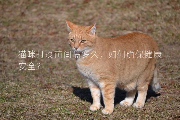 猫咪打疫苗间隔多久，如何确保健康安全？