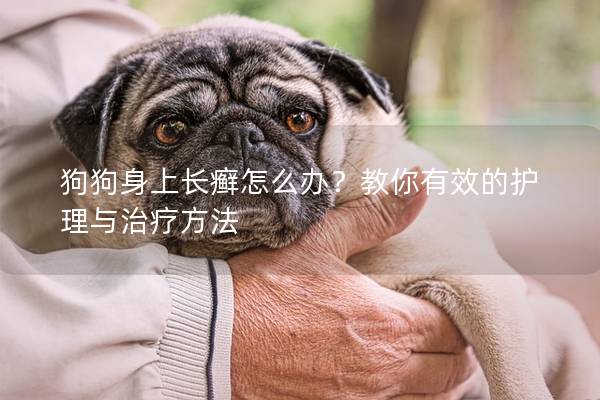 狗狗身上长癣怎么办？教你有效的护理与治疗方法