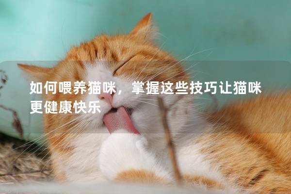 如何喂养猫咪，掌握这些技巧让猫咪更健康快乐