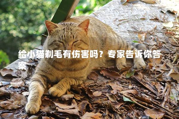 给小猫剃毛有伤害吗？专家告诉你答案