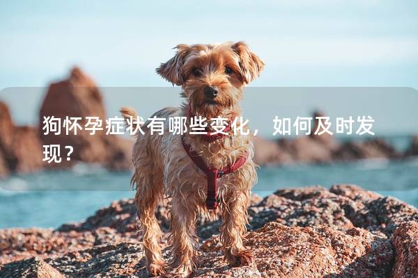 狗怀孕症状有哪些变化，如何及时发现？