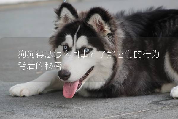 狗狗得瑟怎么回事？了解它们的行为背后的秘密