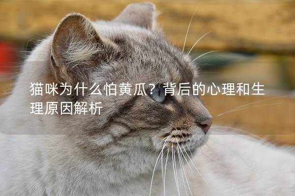 猫咪为什么怕黄瓜？背后的心理和生理原因解析