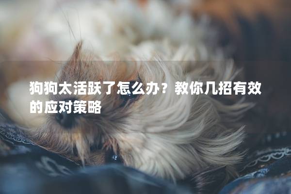 狗狗太活跃了怎么办？教你几招有效的应对策略