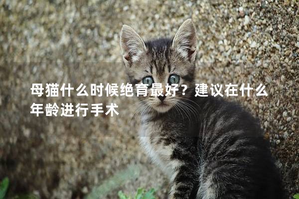 母猫什么时候绝育最好？建议在什么年龄进行手术