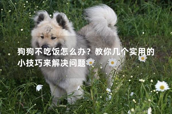 狗狗不吃饭怎么办？教你几个实用的小技巧来解决问题