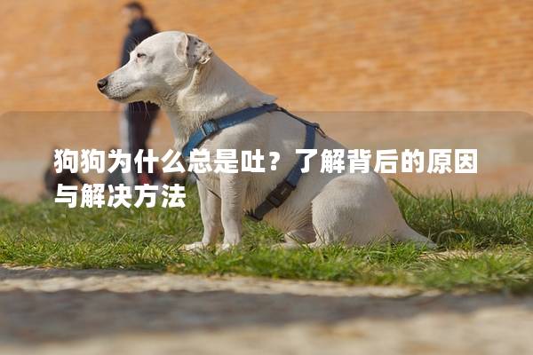 狗狗为什么总是吐？了解背后的原因与解决方法