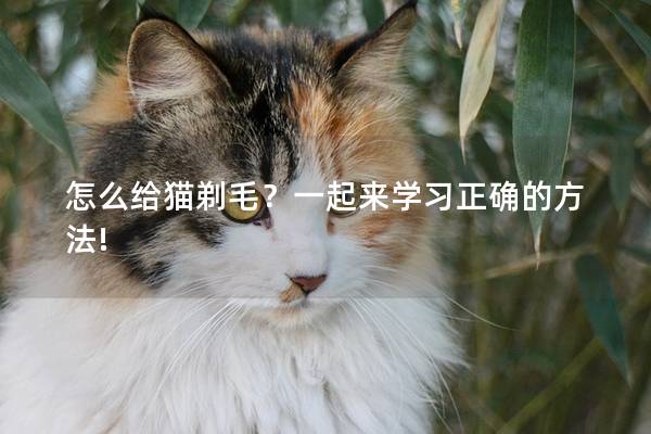 怎么给猫剃毛？一起来学习正确的方法!