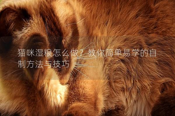 猫咪湿粮怎么做？教你简单易学的自制方法与技巧