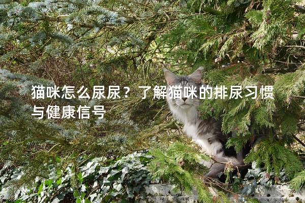 猫咪怎么尿尿？了解猫咪的排尿习惯与健康信号