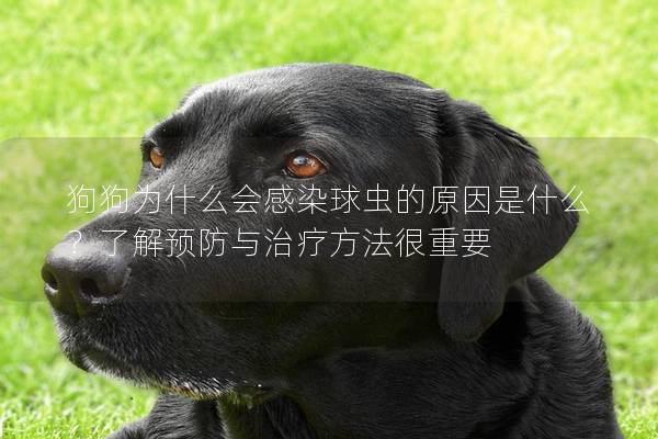 狗狗为什么会感染球虫的原因是什么？了解预防与治疗方法很重要