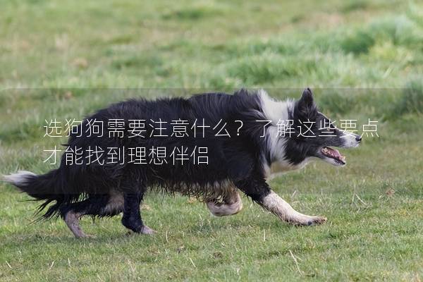 选狗狗需要注意什么？了解这些要点才能找到理想伴侣