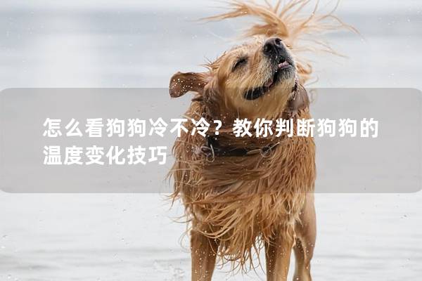 怎么看狗狗冷不冷？教你判断狗狗的温度变化技巧