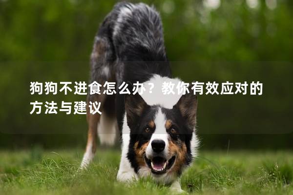 狗狗不进食怎么办？教你有效应对的方法与建议