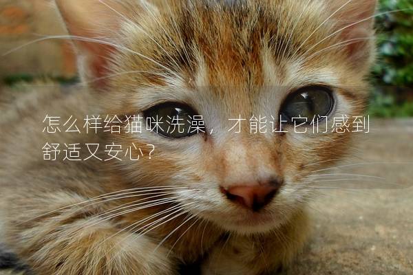 怎么样给猫咪洗澡，才能让它们感到舒适又安心？