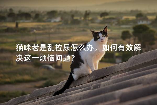 猫咪老是乱拉尿怎么办，如何有效解决这一烦恼问题？