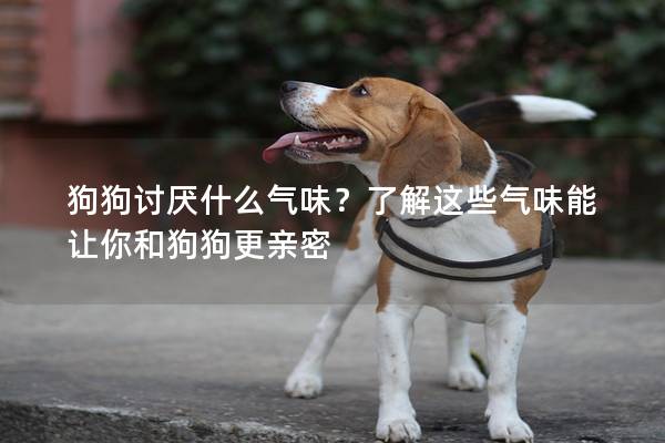 狗狗讨厌什么气味?了解这些气味能让你和狗狗更亲密