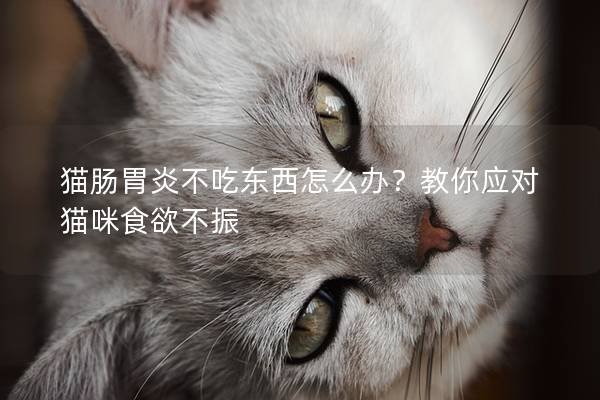 猫肠胃炎不吃东西怎么办？教你应对猫咪食欲不振