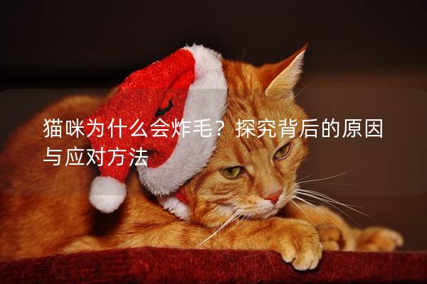 猫咪为什么会炸毛？探究背后的原因与应对方法