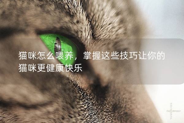 猫咪怎么喂养，掌握这些技巧让你的猫咪更健康快乐