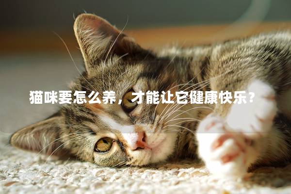 猫咪要怎么养，才能让它健康快乐？